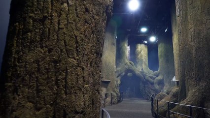 Harry Potter fans given a preview of new attraction