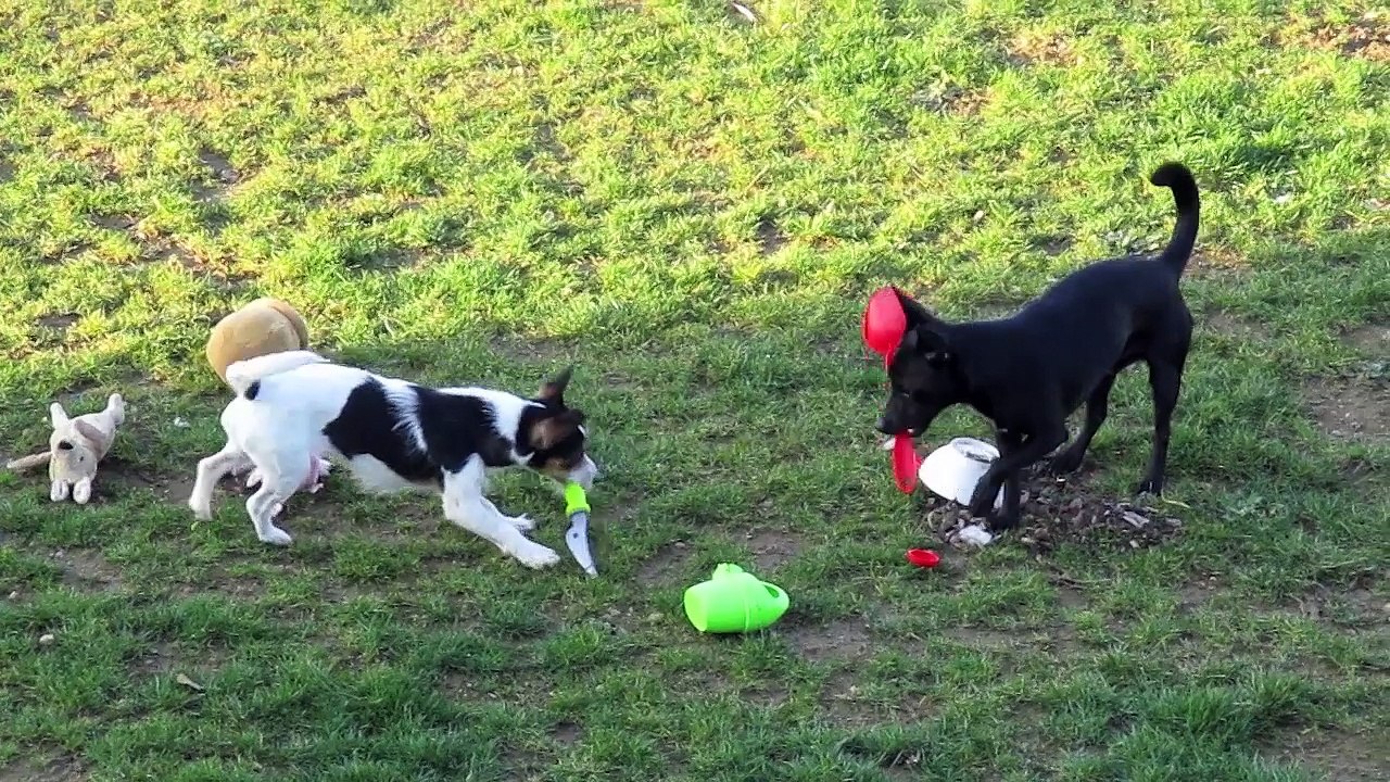 LES CHIENS  SONT CONTENTS HD
