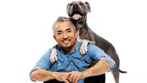 3 Essential Dog Training Tips from Cesar Millan