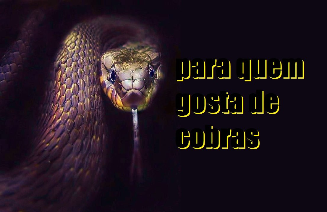Cobra-de-ferradura.