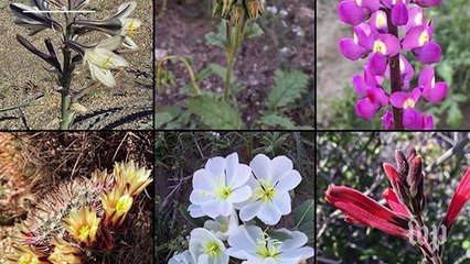 A 'superbloom' is coming to a Southern California desert