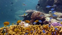 A Global Plan to Save Coral Reefs from Extinction | Bloomberg