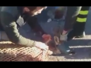 Pistoia - Liberato capriolo rimasto incastrato in una cancellata (08.03.17)