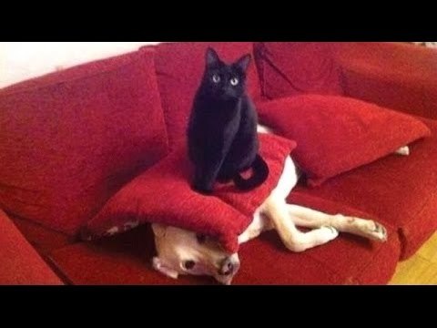 TRY NOT TO LAUGH or GRIN - Funny Animals Fails Compilation 2016 Part 2 || by Life Awesome