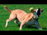 *Life Awesome* FUNNY ANIMALS FAILS VINES COMPILATION 2017 | Funny Cat & Dog Videos 2017