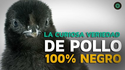 Variedad de pollo 100% negro de las plumas a los huesos