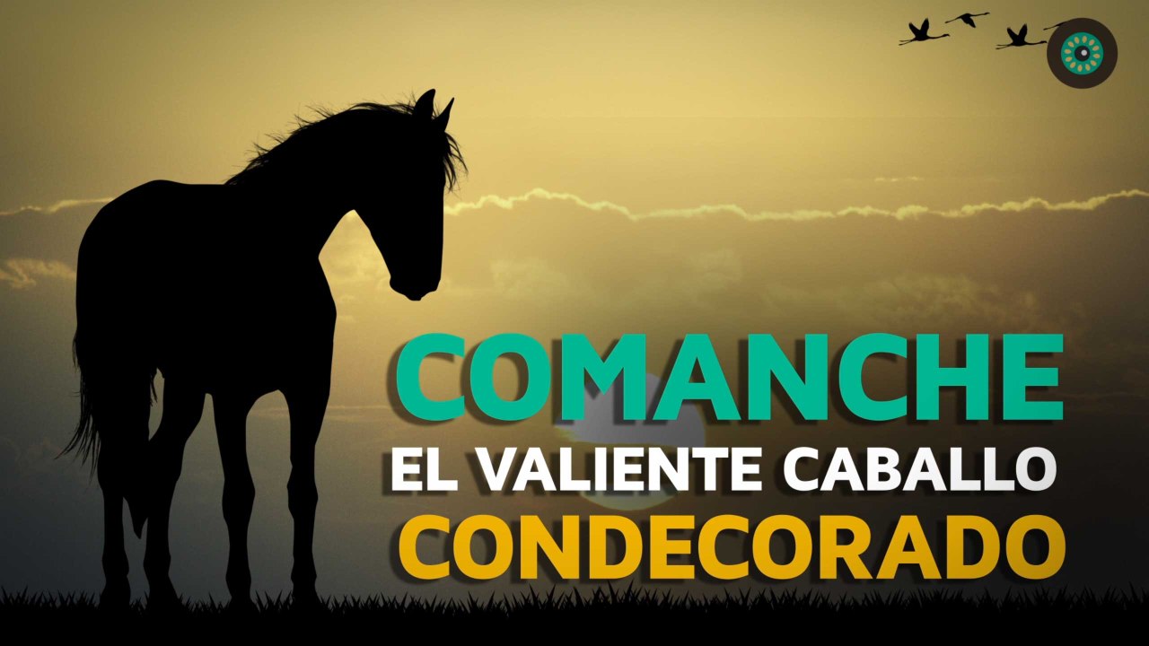 Comanche, el valiente caballo condecorado