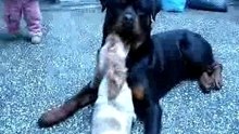 rottwailler