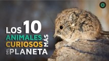 Los 10 animales más curiosos del planeta