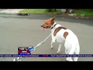 Memelihara Hewan, Tingkatkan Kepedulian Anak Terhadap Lingkungan Sekitarnya - NET 5