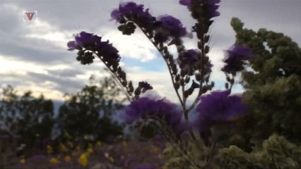 California's Desert Has Become a "Super Bloom"