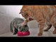 TRY NOT TO LAUGH OR GRIN - Funny Cat Fails Compilation 2016 | Fat Cat So Cute