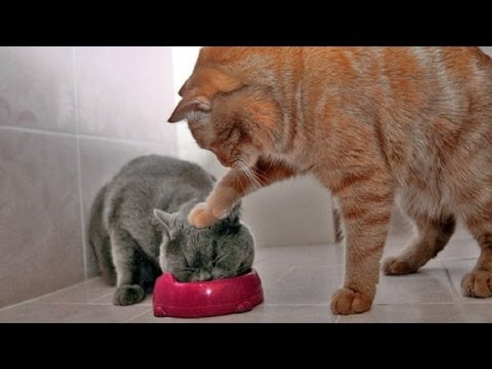 TRY NOT TO LAUGH OR GRIN - Funny Cat Fails Compilation 2016 | Fat Cat So Cute