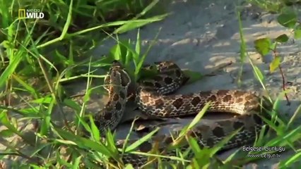 Sıra Dışı Canlılar - Mutantlar