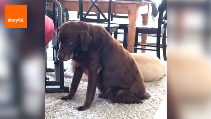 Cute Dog Has Very Loud Gas Attack
