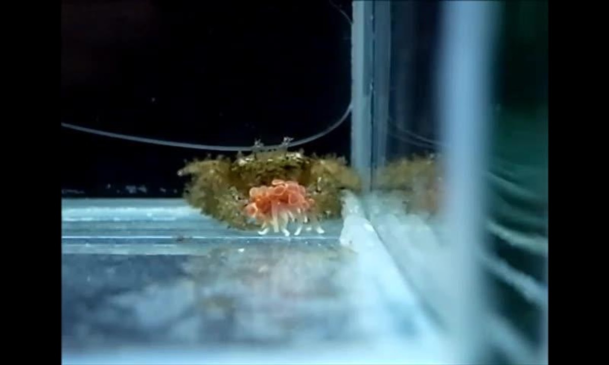 Un crabe Lybia leptochelis clonant une anémone de mer