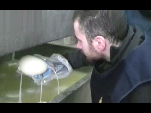 Caserta - Latte adulterato per mozzarella di bufala: arresti e sequestri (10.02.17)