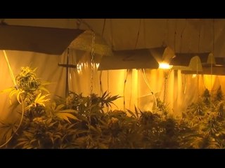 Palermo - Eroina, cocaina e serre di marijuana: arresti e sequestri (10.02.17)