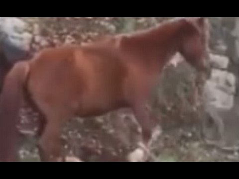 Ferentino (FR) - Cavalli con zampe legate, denunciato 42enne (08.02.17)