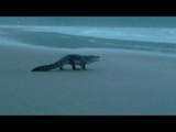 Crocodile spotted on Goa beach photo goes viral