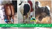 340 || Cow Qurbani for Eiduladha || Bakra Eid in Karachi, Pakistan || Cow Mandi