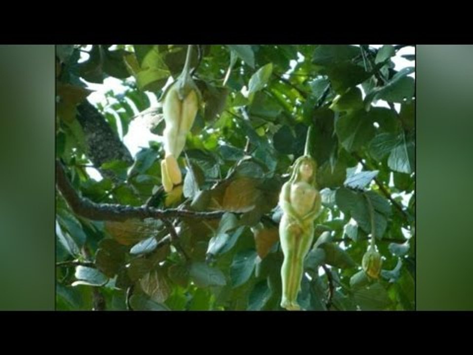 Narilatha flowers take shape of naked woman, Know the mystery behind | वनइंडिया हिन्दी