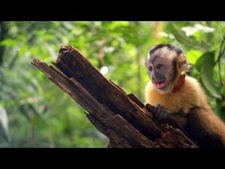 AMAZONIA Bande Annonce du Film (2013)