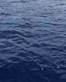 Whale Stages Spectacular Breach for Maui Boaters