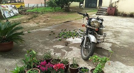 Parrot having food early morning