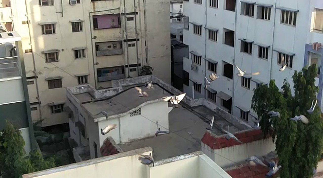 Pigeon flying in the sky with racing and homing pigeons ...