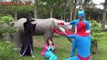 Spider Man vs deadpool Fines rescue Frozen Elsa Venom Anna Funny Superheroes in real life