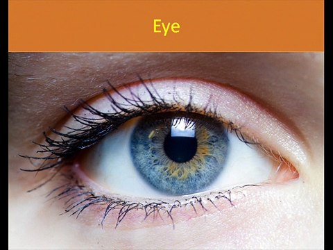 Body Parts For Kids Learning - Human Body Parts for Kids In Hindi