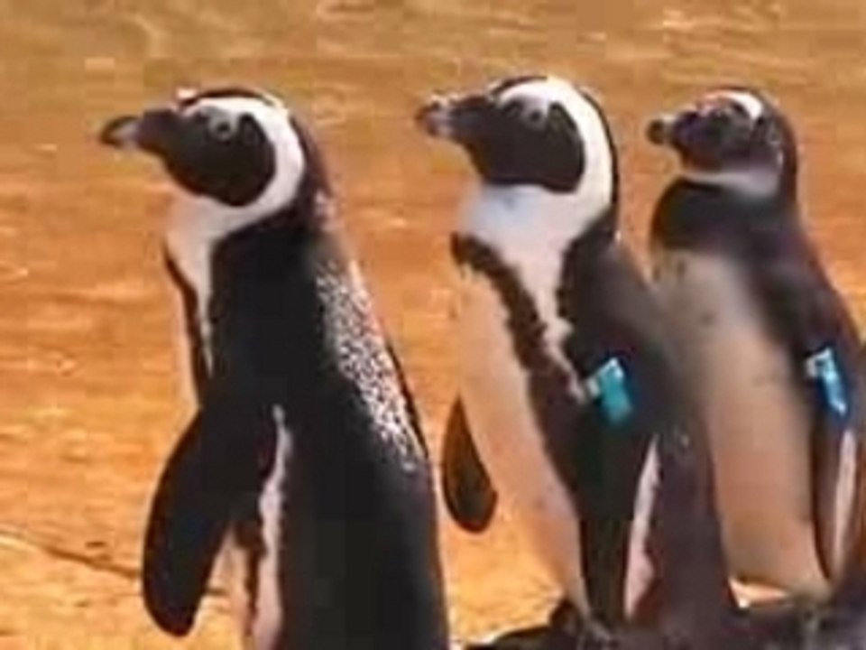 0003 - MarylandZoo.TV - Penguins