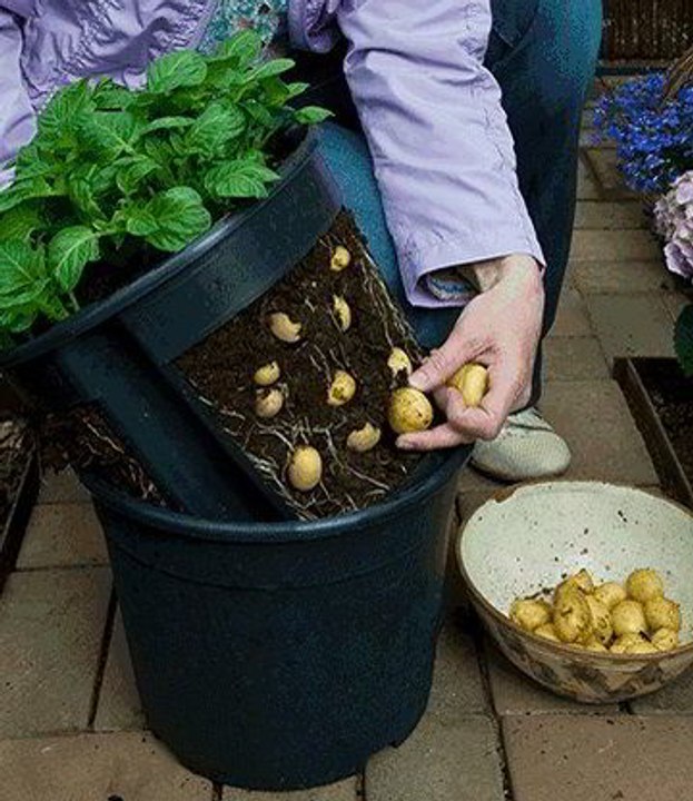 زراعة البطاطس في المنزل Potato planted in Home