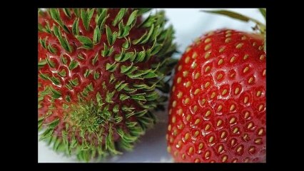 【閲覧注意】ぶつぶつ集合体の『トライポフォビア』がグロすぎてヤバイ　≪あなたはどこまで耐えられるか≫