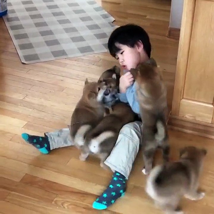 cậu bé và đàn chó shiba dễ thương