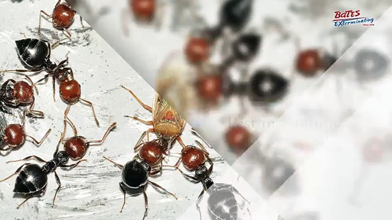 Best Pest Control Service in Jupiter FL