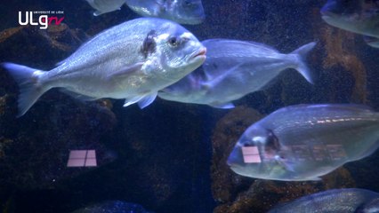 Aquarium-Muséum de Liège