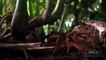 En pleine forêt, un scientifique tombe sur la plus grosse araignée du monde