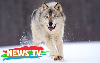 Những chú chó "huyền thoại" trong lịch sử thế giới