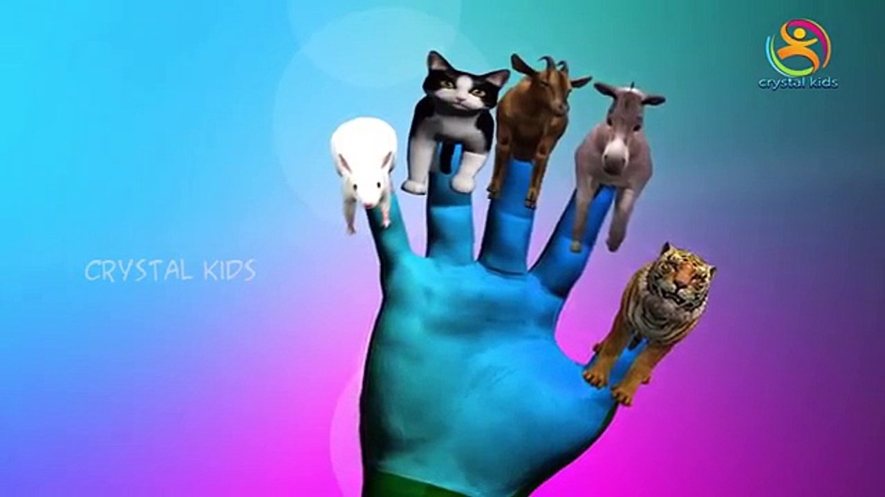 3d Tiger finger family Animals rhyme | Children animated songs