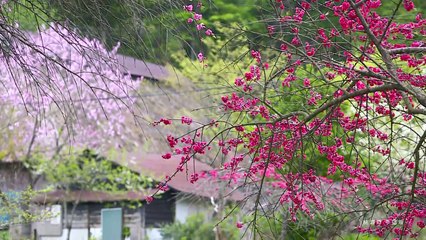 Natural Beauty AKITA -八森いさりび温泉