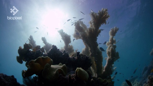 Australie: les coraux de la Grande Barrière ont encore blanchi