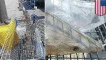 Dead shark shows up in Walmart shopping cart