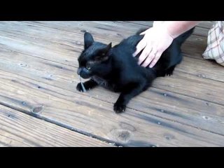 Tiny Snake Gets Caught in Cat's Nose