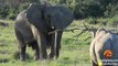 Quand un éléphant montre à un rhinocéros qui est le boss avec son baton !