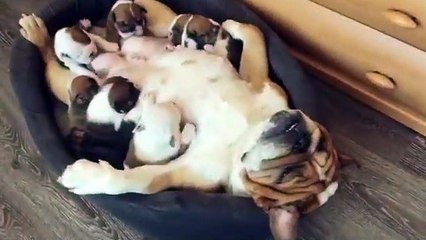Cette maman bouledogue est en mode RELAX pour allaiter ses petits