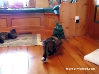 Animals are stupid #4