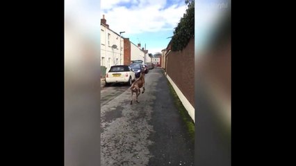 Le chien qui aide à ranger les courses !