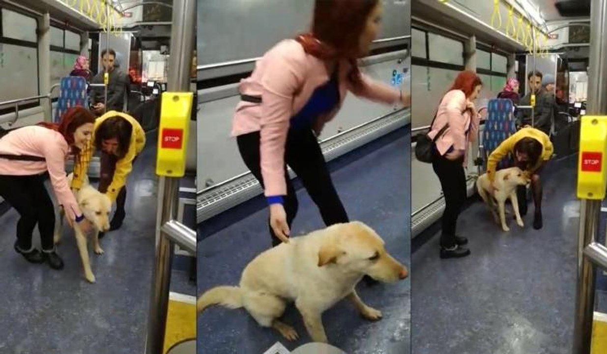 Yağmurdan kaçan köpek belediye otobüsüne sığındı